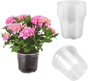 Vaso di Orchidea Trasparente - Rilascia Anidride Carbonica e Sostenibile - Pacchetto da 10