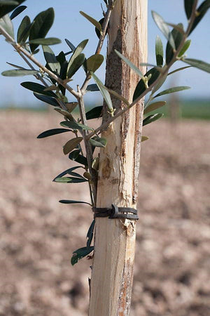 ANCORETTE ELASTICHE PER LEGATURE 'BANDOFIX' cm. 8 (cf. 275 pezzi circa)