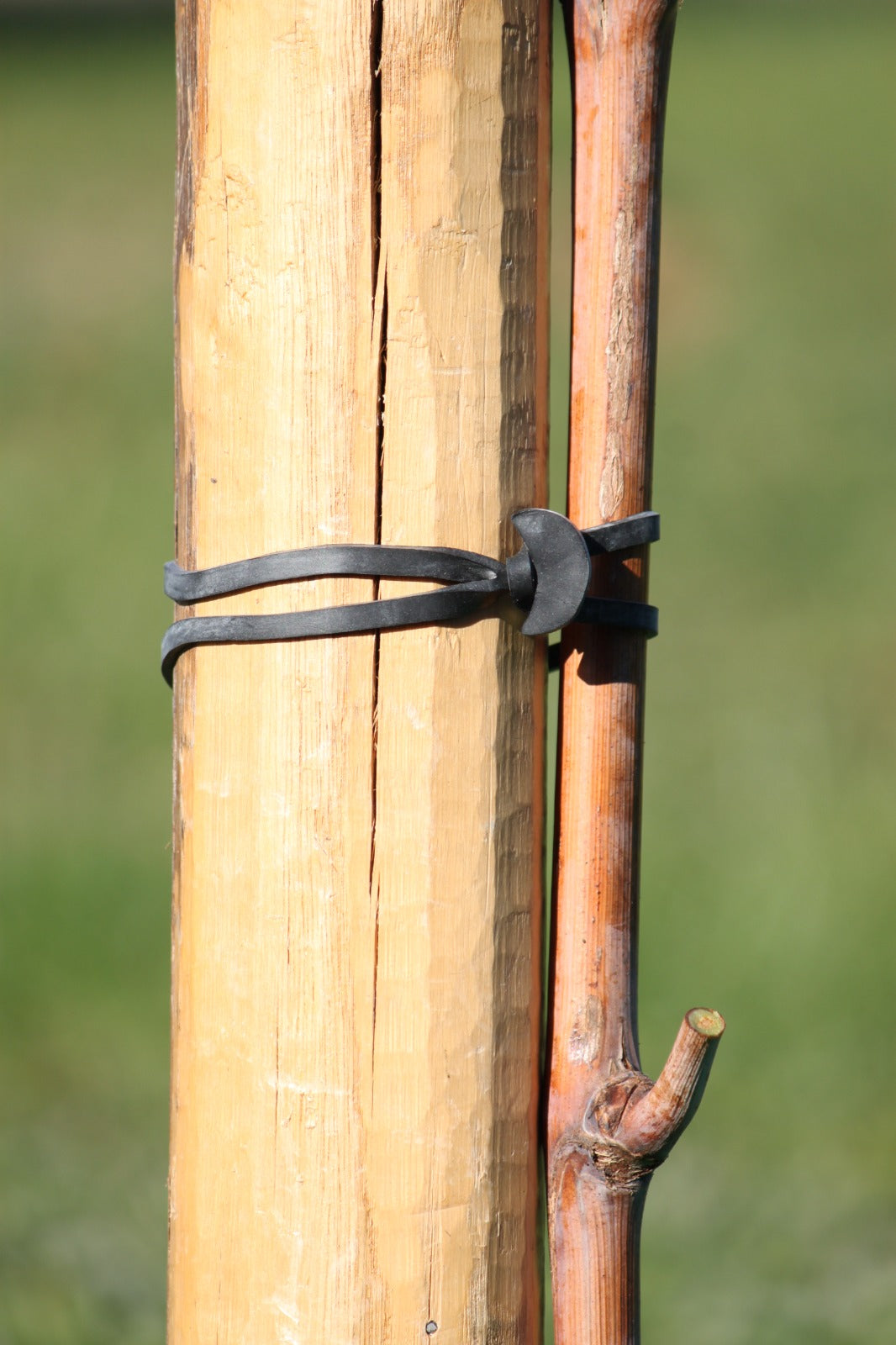 ANCORETTE ELASTICHE PER LEGATURE 'BANDOFIX' cm. 8 (cf. 275 pezzi circa)