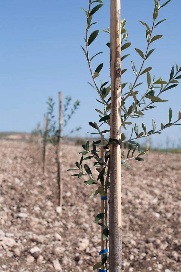 ANCORETTE ELASTICHE PER LEGATURE 'BANDOFIX' cm. 8 (cf. 275 pezzi circa)