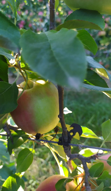 ANCORETTE ELASTICHE PER LEGATURE 'BANDOFIX' cm. 8 (cf. 275 pezzi circa)