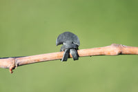 ANCORETTE ELASTICHE PER LEGATURE 'BANDOFIX' cm. 5 (cf. 390 pezzi circa)