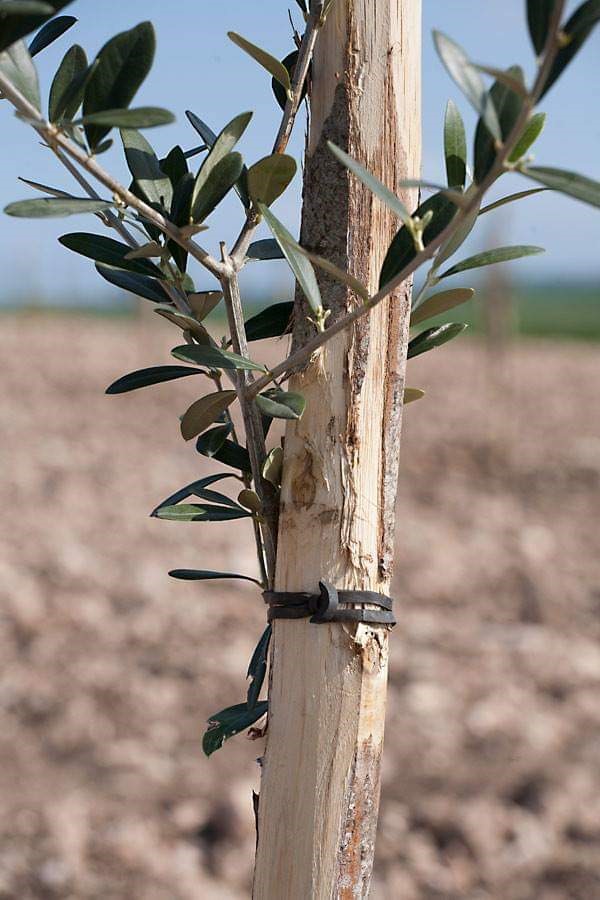 ANCORETTE ELASTICHE PER LEGATURE 'BANDOFIX' cm. 5 (cf. 390 pezzi circa)