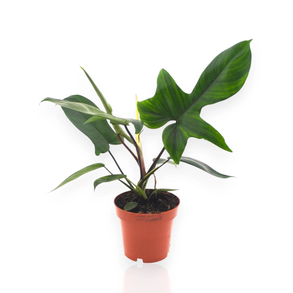 Gardenaria Philodendron 'Florida Green' - Pianta da interno ornamentale Altezza: 40 cm (vaso 12)