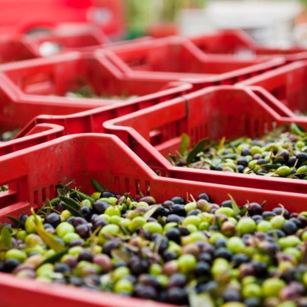 Cassetta agricola in polietilene fondo chiuso 40 litri impilabile per frutta e verdura Agricol