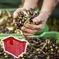 CASSETTA AGRICOLA APERTA 40 lt