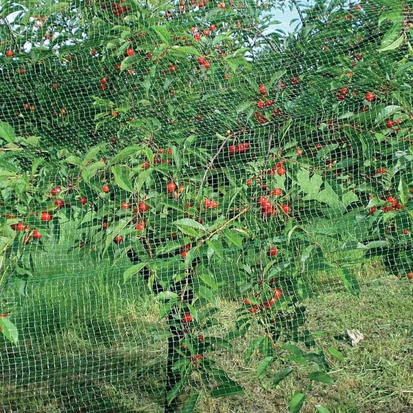 RETE ANTIUCCELLI IDEAL STAR 2x5 mt - colore verde - IDEAL STAR