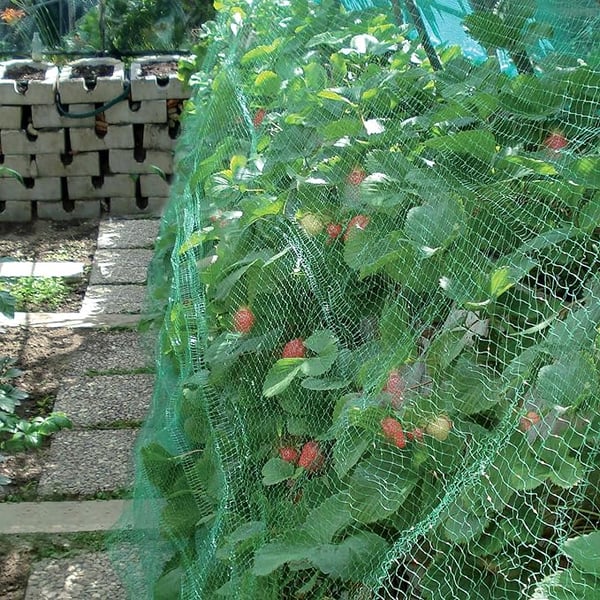 RETE ANTIUCCELLI IDEAL STAR 2x5 mt - colore verde - IDEAL STAR