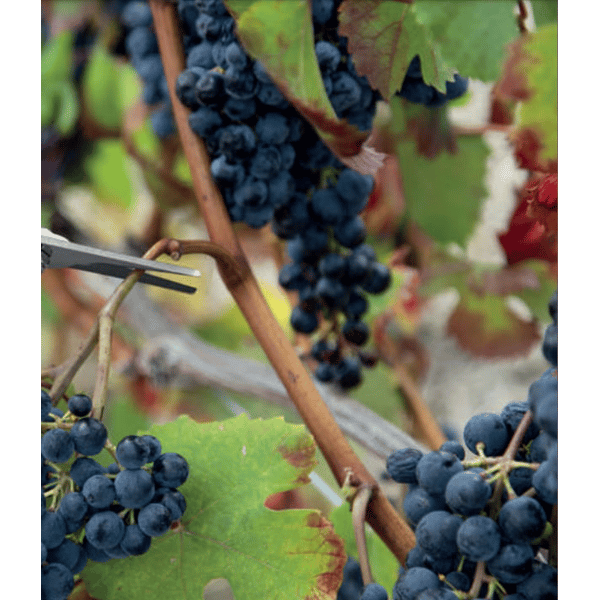 FORBICI COGLIFRUTTA IDEAL STAR 20 cm - IDEAL STAR