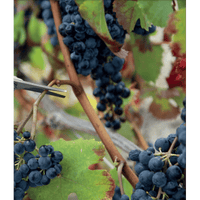 FORBICI COGLIFRUTTA IDEAL STAR 20 cm - IDEAL STAR