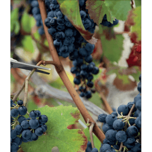 FORBICI COGLIFRUTTA IDEAL STAR 20 cm - IDEAL STAR