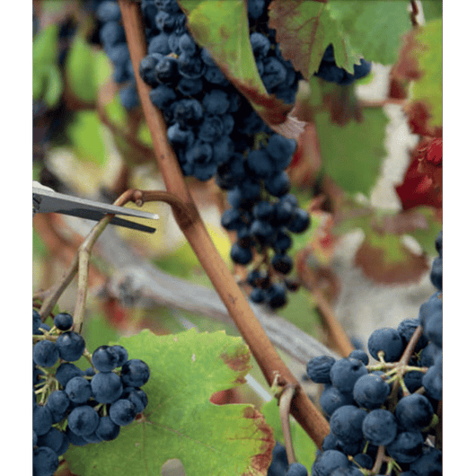 FORBICI COGLIFRUTTA IDEAL STAR 20 cm - IDEAL STAR