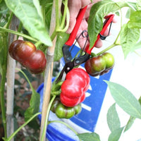 FORBICI COGLIFRUTTA IDEAL STAR 20 cm - IDEAL STAR