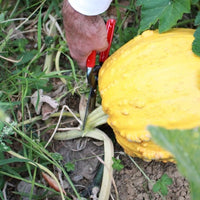 FORBICI COGLIFRUTTA E ORTAGGI IDEAL STAR 19 cm - IDEAL STAR