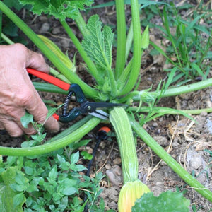 FORBICI COGLIFRUTTA E ORTAGGI IDEAL STAR 19 cm - IDEAL STAR