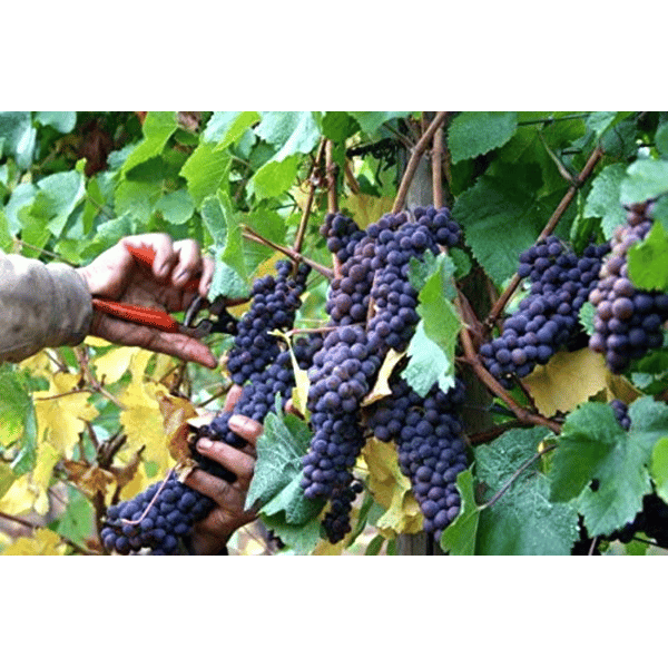 FORBICI COGLIFRUTTA E ORTAGGI IDEAL STAR 19 cm - IDEAL STAR