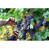 FORBICI COGLIFRUTTA E ORTAGGI IDEAL STAR 19 cm - IDEAL STAR