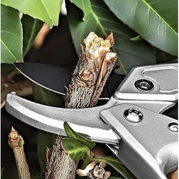 FORBICI DA POTA IDEAL STAR A CRICCO 20 cm - IDEAL STAR