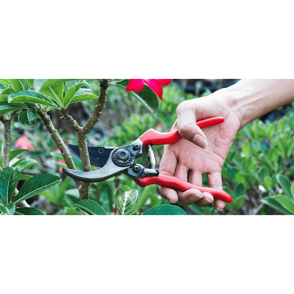 FORBICI DA POTATURA IDEAL STAR 20 cm - IDEAL STAR