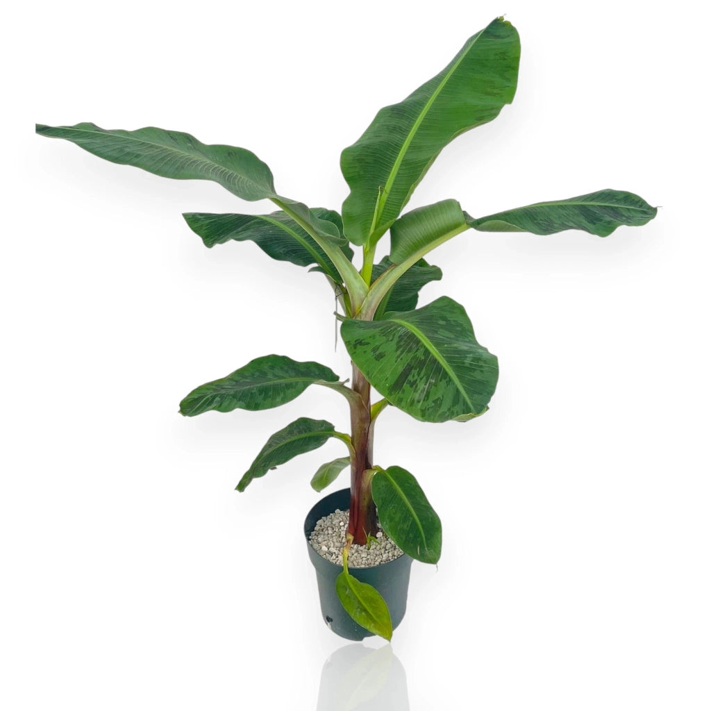 Gardenaria Musa 'Dwarf Cavendish' - Pianta da interno ornamentale Altezza: 90 cm (vaso 21)