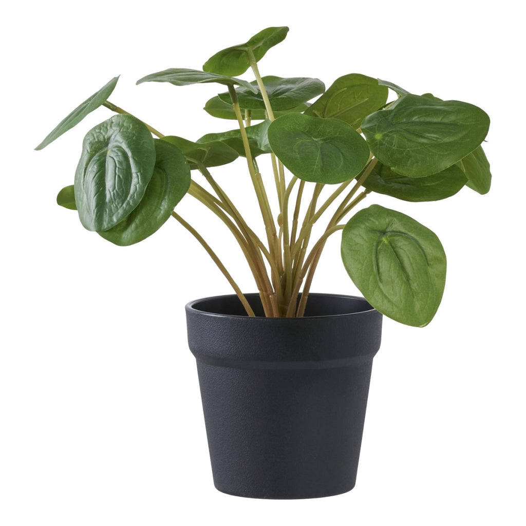 Pianta Artificiale Pilea, Verde, Plastica PE, 28x28x14 cm