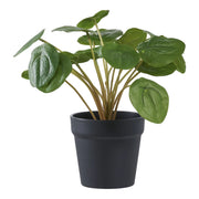 Pianta Artificiale Pilea, Verde, Plastica PE, 28x28x14 cm