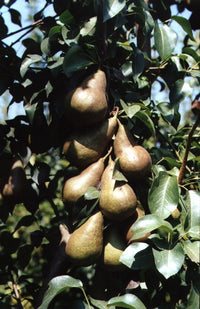 PERO KAISER - Pianta di pero pera Frutta Frutto Foto Reali