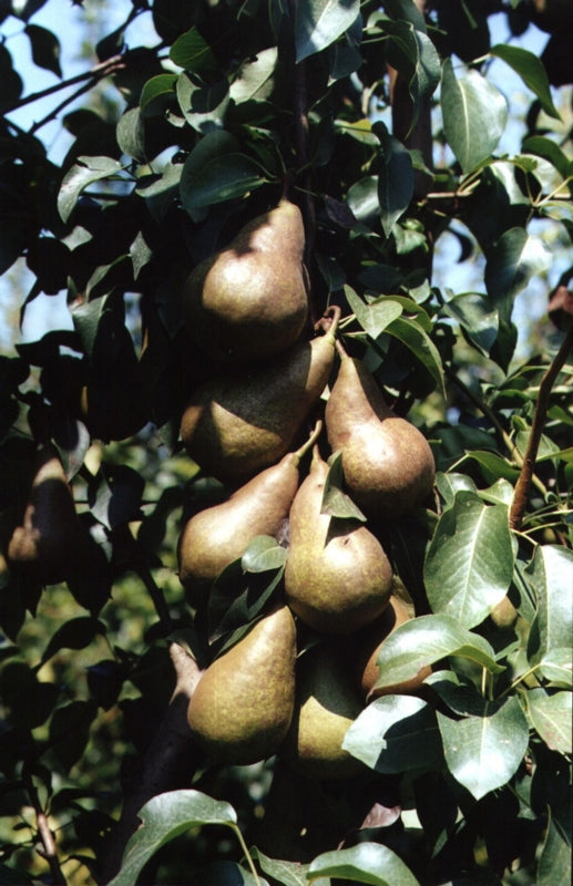 PERO KAISER - Pianta di pero pera Frutta Frutto Foto Reali