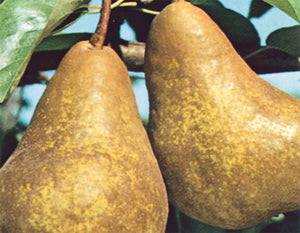 PERO KAISER - Pianta di pero pera Frutta Frutto Foto Reali