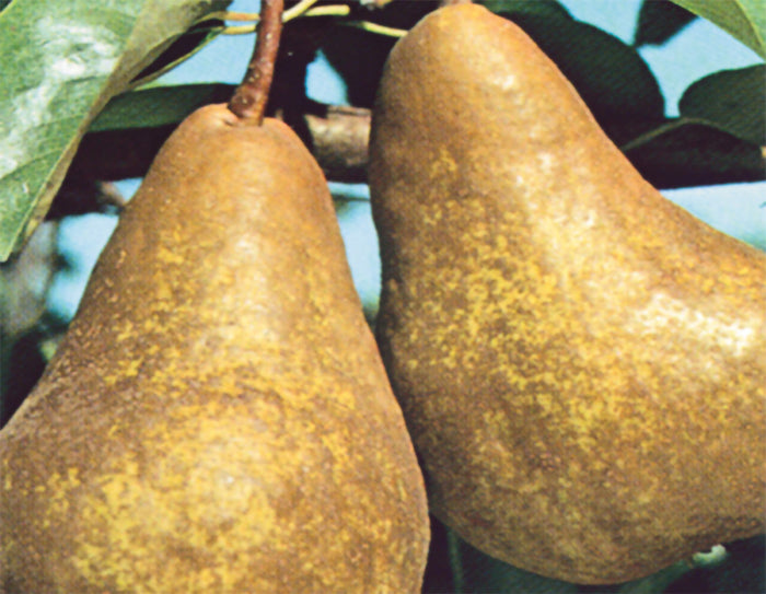 PERO KAISER - Pianta di pero pera Frutta Frutto Foto Reali