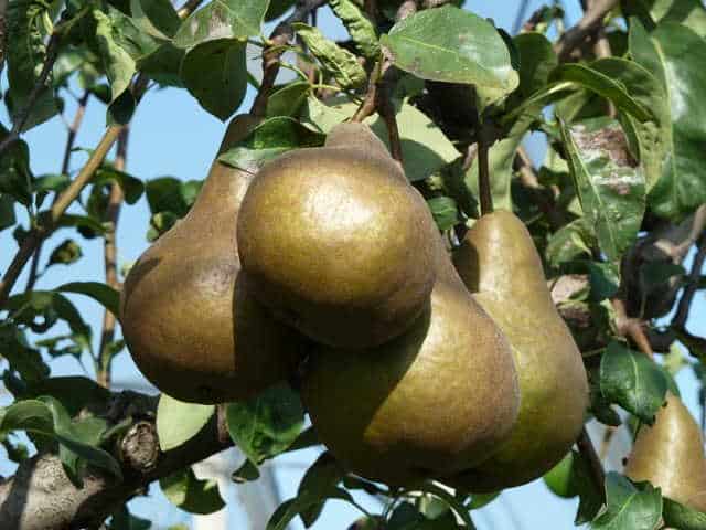 PERO KAISER - Pianta di pero pera Frutta Frutto Foto Reali