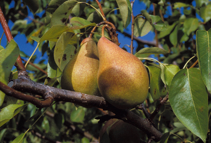 PERO KAISER - Pianta di pero pera Frutta Frutto Foto Reali