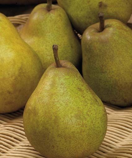 PERO CONFERENCE - Pianta di pero Conference in vaso Frutta Frutto