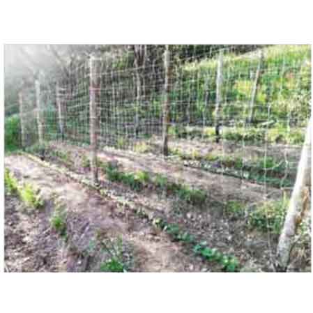 RETE PER RAMPICANTI IDEAL STAR 1,5x50 mt - Col. Bianca - IDEAL STAR