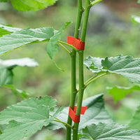 NASTRO PER PINZA LEGATRICE mm 11x26 mt - colore verde - 10 pezzi