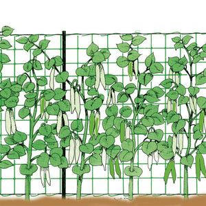 RETE PER RAMPICANTI 1,5x1000 mt - colore bianco - TENAX