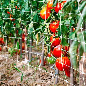 RETE RAMPICANTE IDEAL STAR 2x100 mt - colore bianco - IDEAL STAR