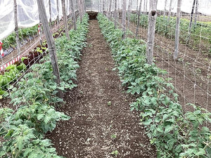 RETE RAMPICANTE IDEAL STAR 2x100 mt - colore bianco - IDEAL STAR