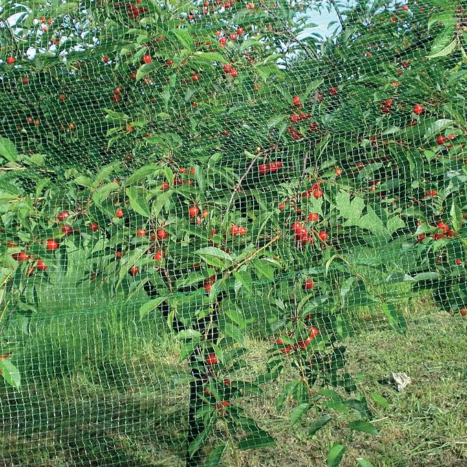 RETE ANTIUCCELLI IDEAL STAR 4x10 mt - colore verde - IDEAL STAR