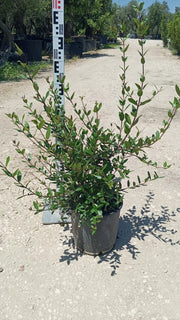 PHILLYRREA ANGUSTIFOLIA (ILATRO SOTTILE) VASO 24