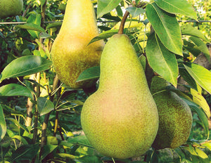 Pero ABATE FETEL - Pianta da Frutto Frutta polpa bianca