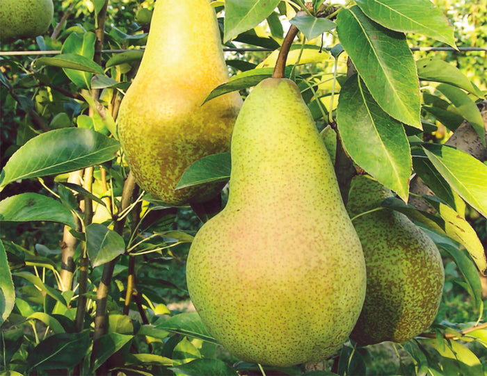 Pero ABATE FETEL - Pianta da Frutto Frutta polpa bianca