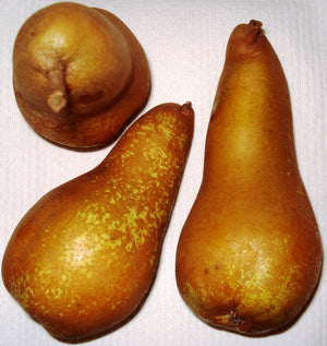 Pero ABATE FETEL - Pianta da Frutto Frutta polpa bianca