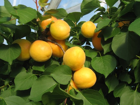Albicocco Ninfa (Prunus armeniaca) - Pianta di frutto frutta Foto Reali