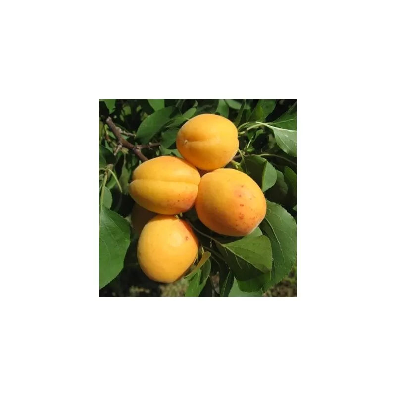 Albicocco Ninfa (Prunus armeniaca) - Pianta di frutto frutta Foto Reali