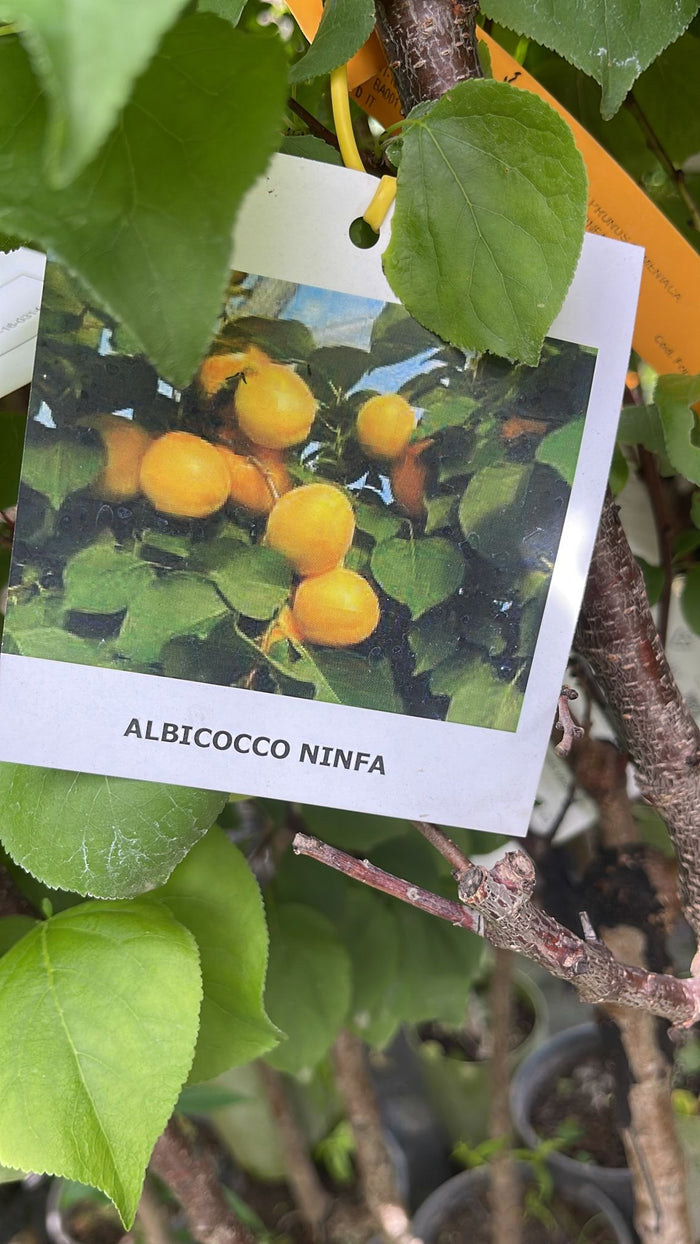 Albicocco Ninfa (Prunus armeniaca) - Pianta di frutto frutta Foto Reali