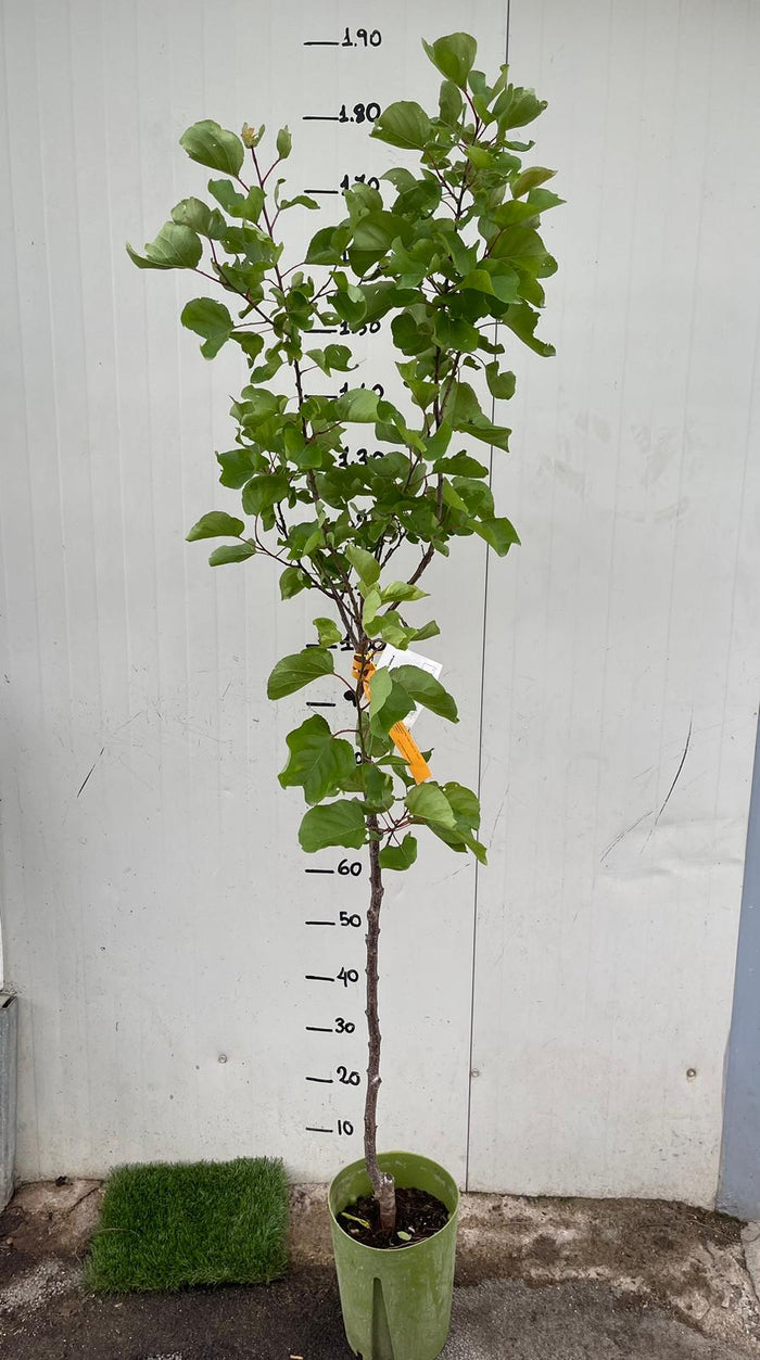 Albicocco Ninfa (Prunus armeniaca) - Pianta di frutto frutta Foto Reali