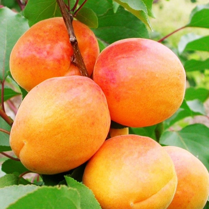 ALBICOCCO SAN CASTRESE (PRUNUS ARMENIACA) - Albero da frutta frutto foto Reali