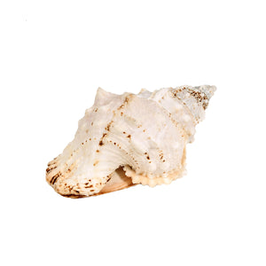 Conchiglia Bursa Bubo Larghezza 23 cm