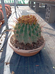 FEROCACTUS RECTISPINUS (CACTUS BARILE) CIOTOLA DM 50 CM